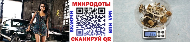 Псилоцибиновые грибы Psilocybe Людиново