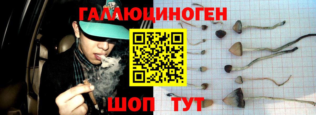 Псилоцибиновые грибы Psilocybine cubensis Людиново